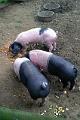 14. Pigs enjoy the pulp